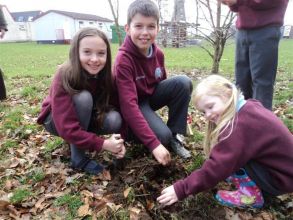 P1 Plant Some Trees In Our School Grounds With Their P6/7 Buddies